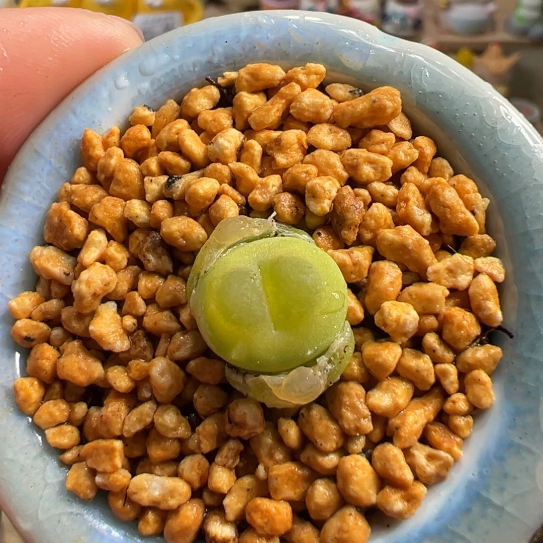 多肉植物59号拉登