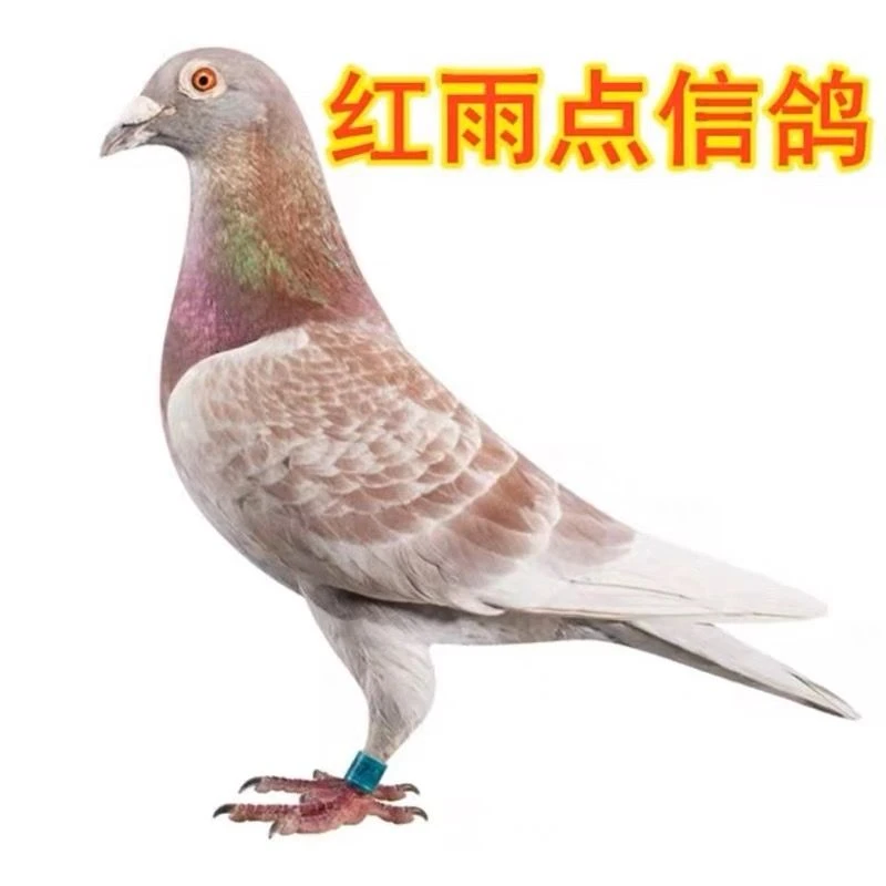 直播 挑选 鸽子 鸽粮 专用链接