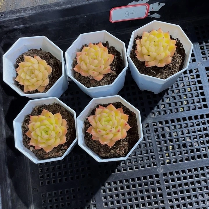 豌***窝84号筐带盆土发