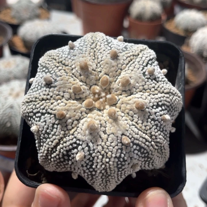 实生兜球一物一拍7.5cm
