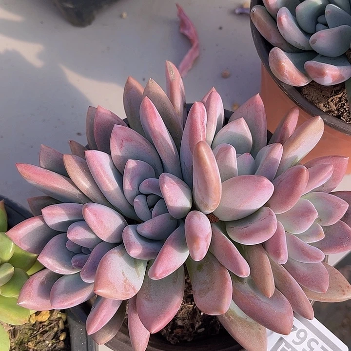 奥普朵朵2564多肉植物