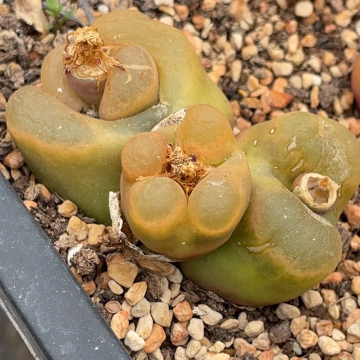 4809988999999988998888