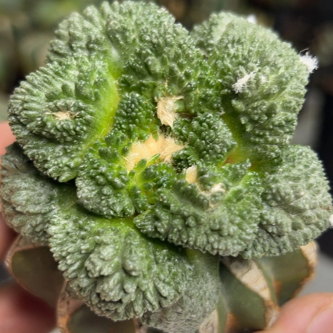 459 仙人球的牡丹啊