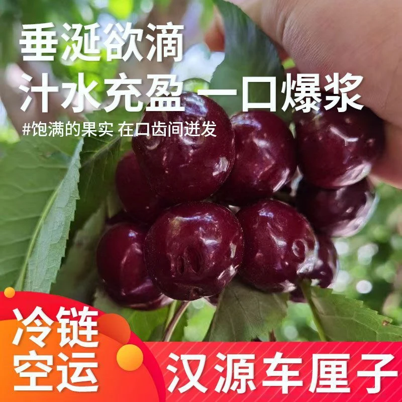 【川渝省内顺丰冷链】汉源车厘子大樱桃当季新鲜水果樱桃新鲜3/5斤
