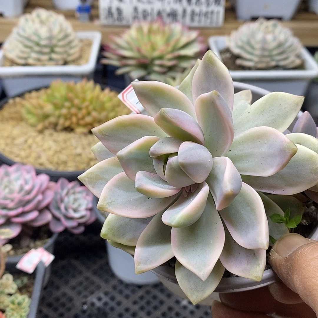 30119 紫雾锦多肉