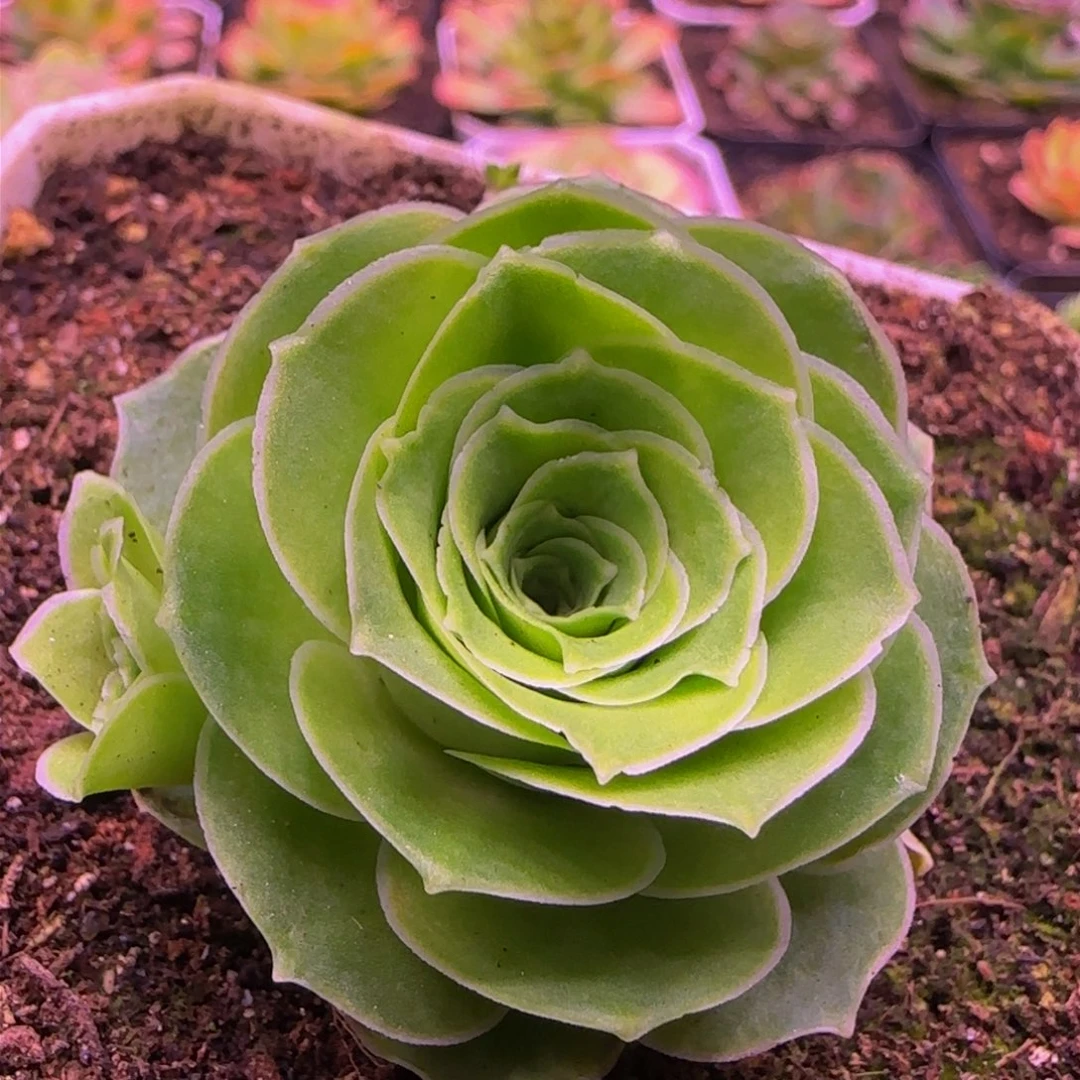 L****8夏黎玫瑰131346724576767683