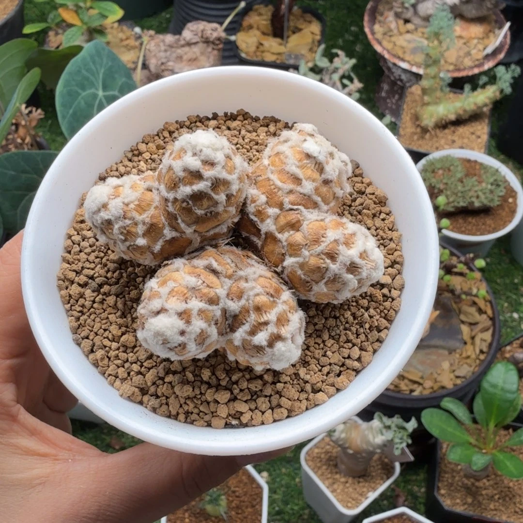 刨花厚墩菊097仙人掌