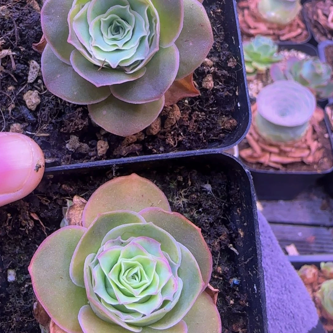 福利打包2颗2545888889888565566