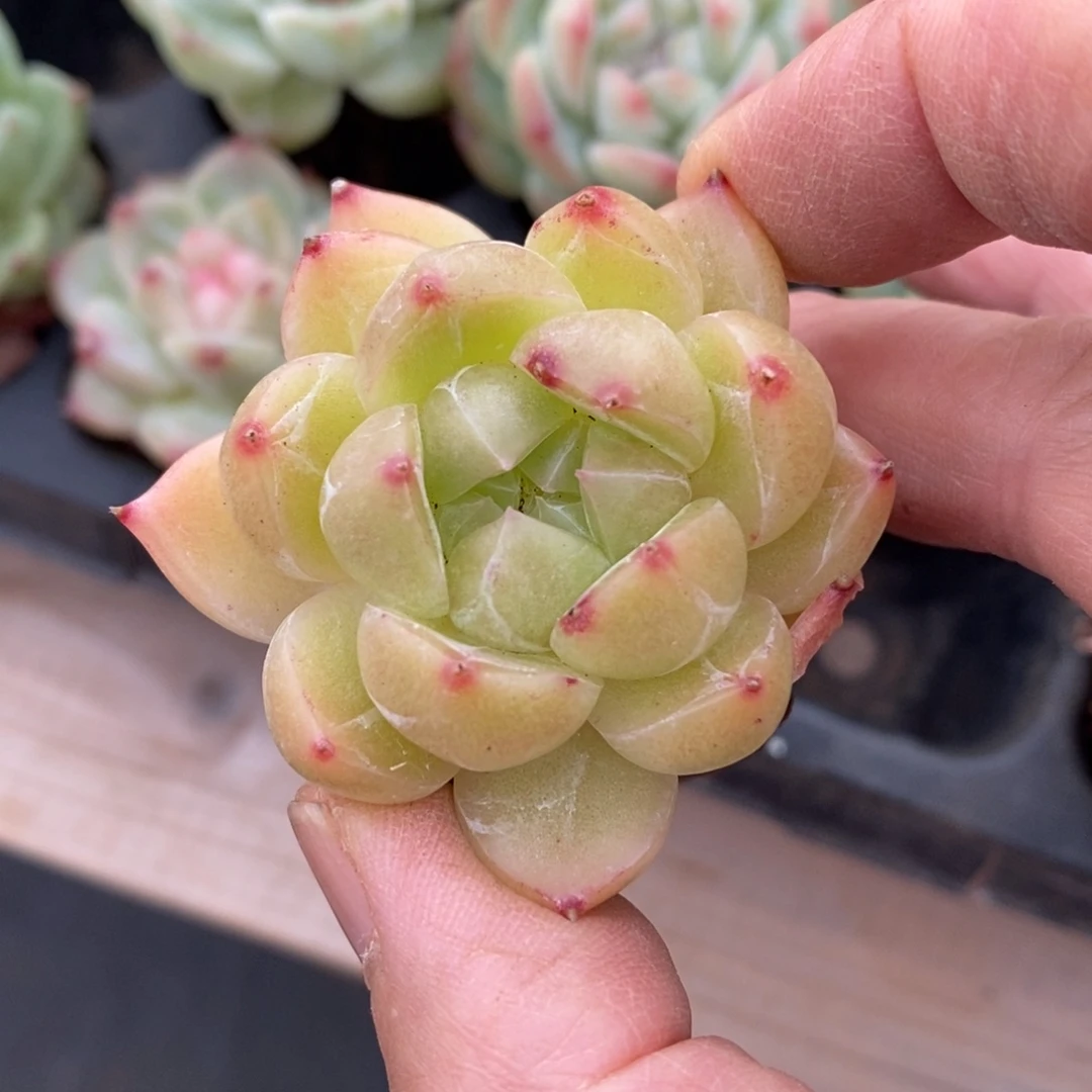 精品多肉一物一拍不包整31