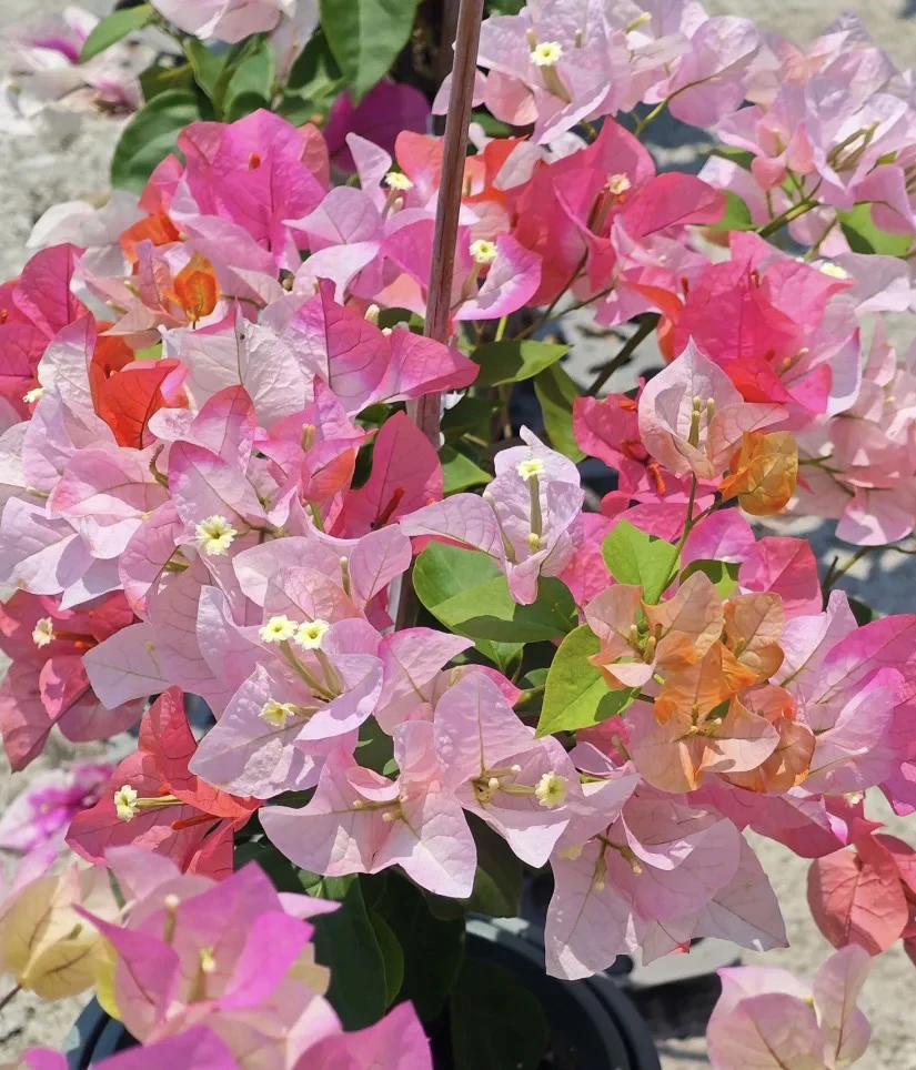 橙口红三角梅，花色多变，小高飘