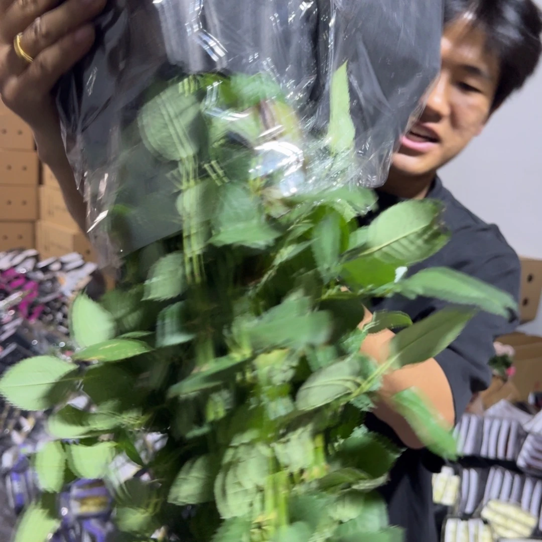 骄傲2扎包邮价秒杀