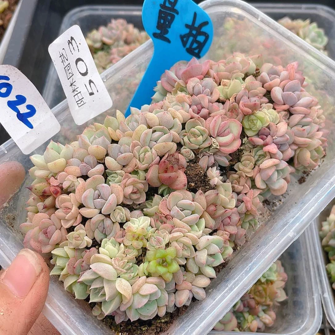 量拍多肉植物多肉植物503