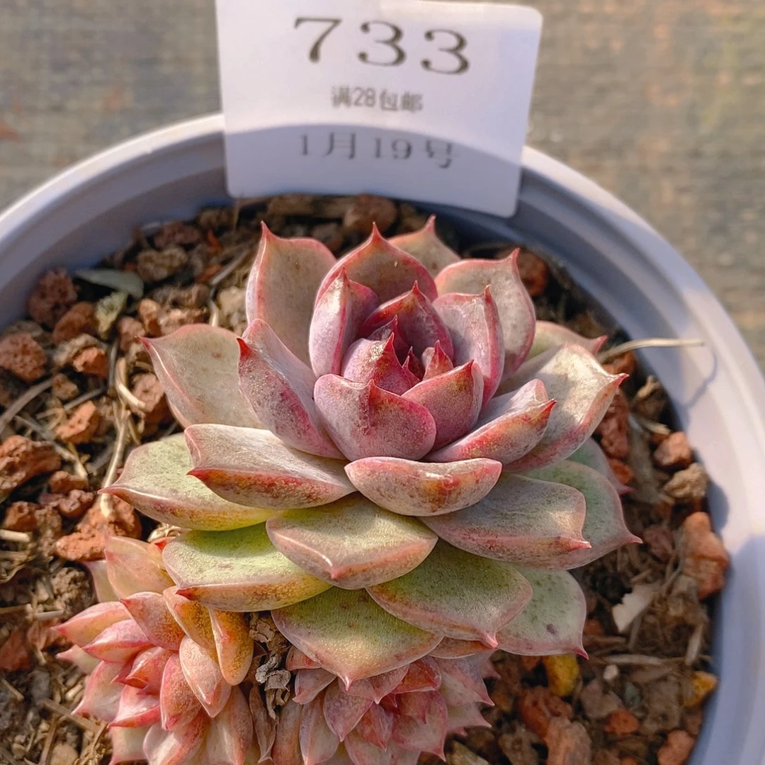 【闪购商品】云733