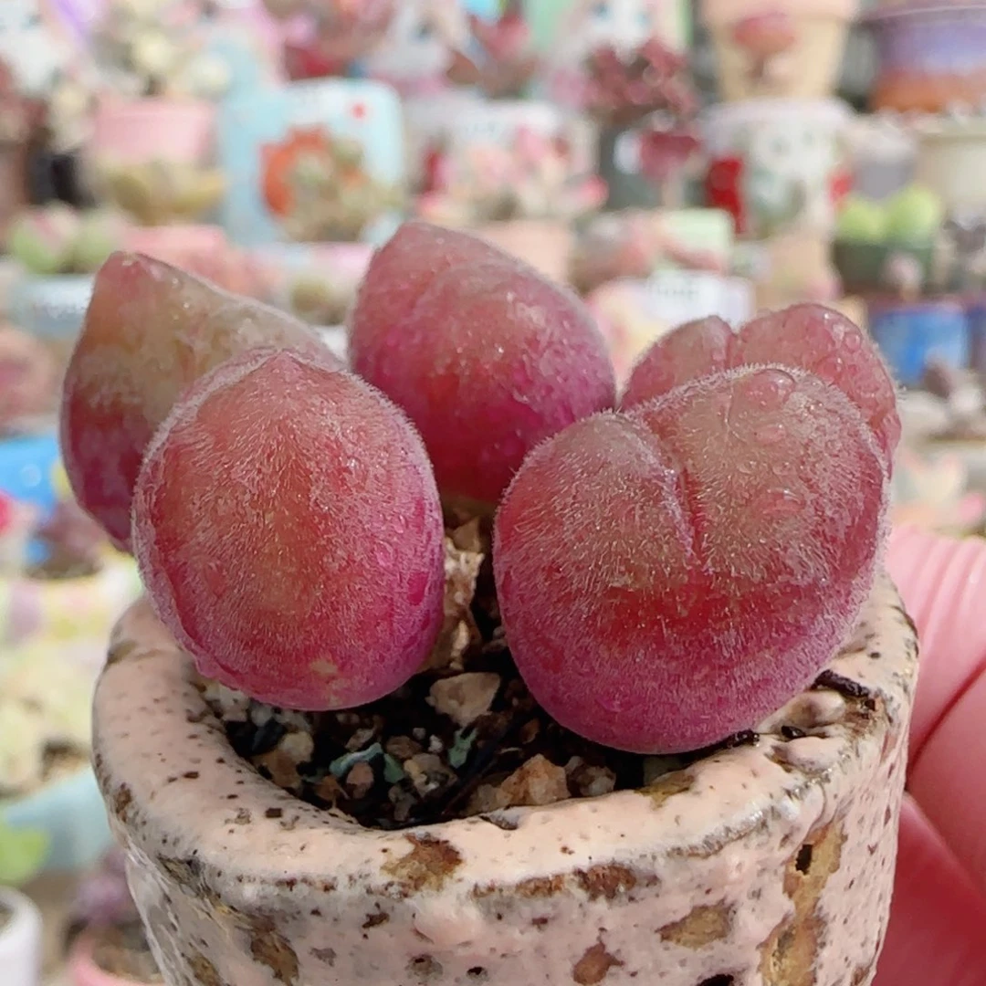 粉红毛翠 盆口3cm