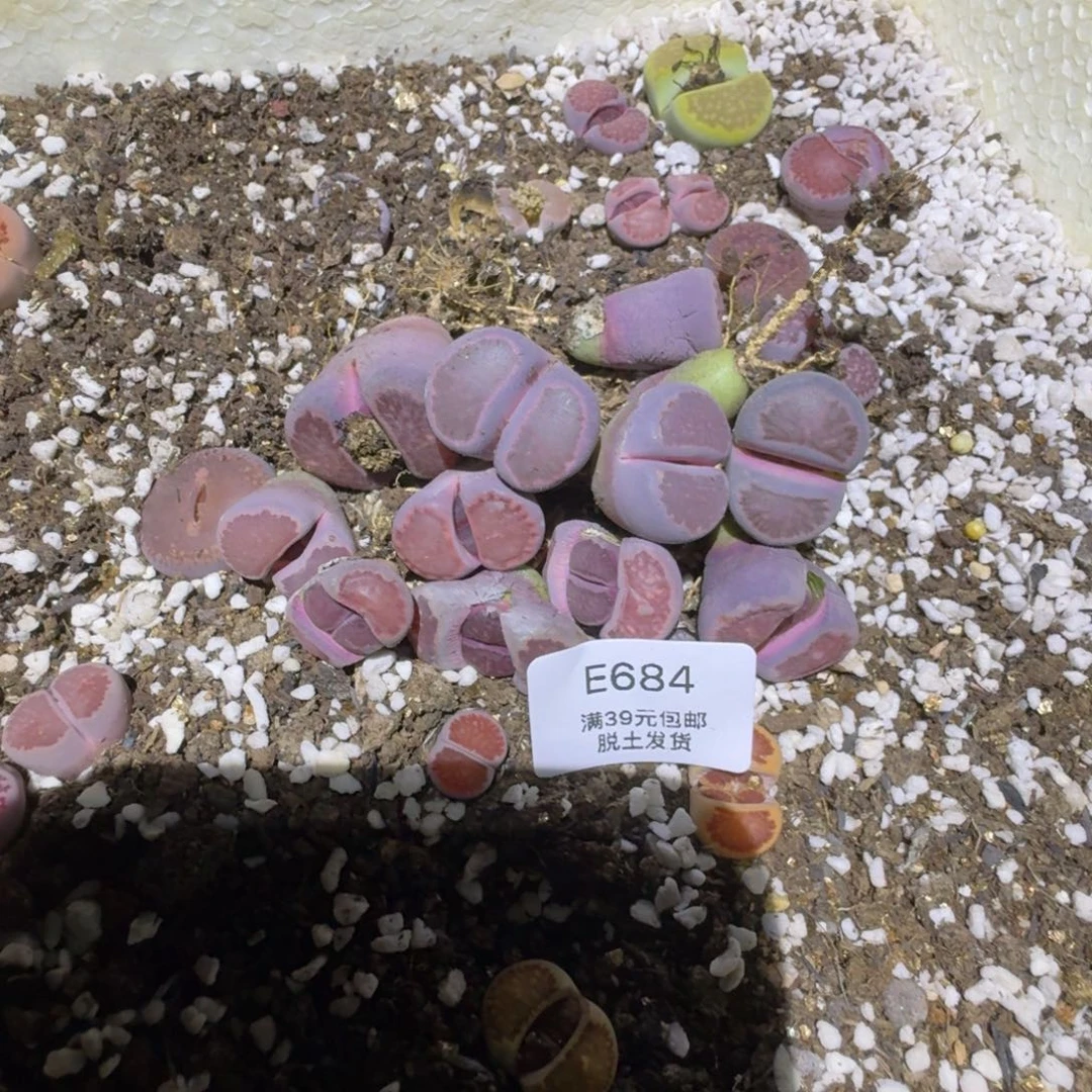 684哈哈哈哈哈哈多肉