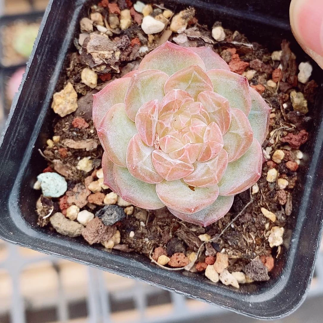 糖钻心4.5cm多肉植物植物