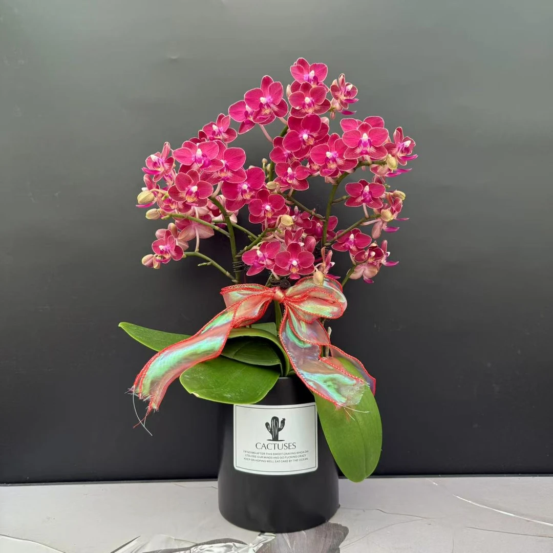 蝴蝶兰《香味小公主》带花香红色系中花型 真花 带花带苞