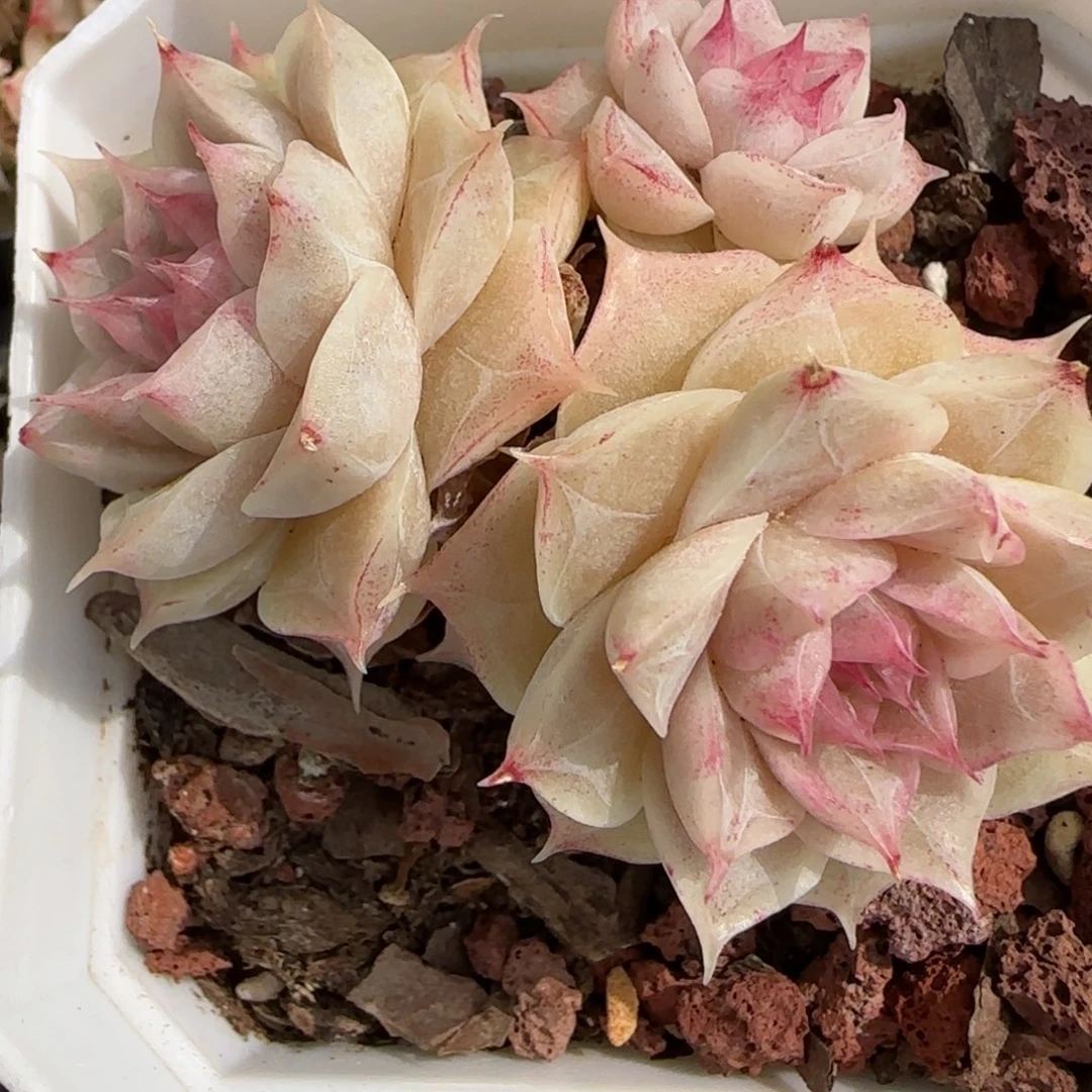 那****、花语逸境0221-223