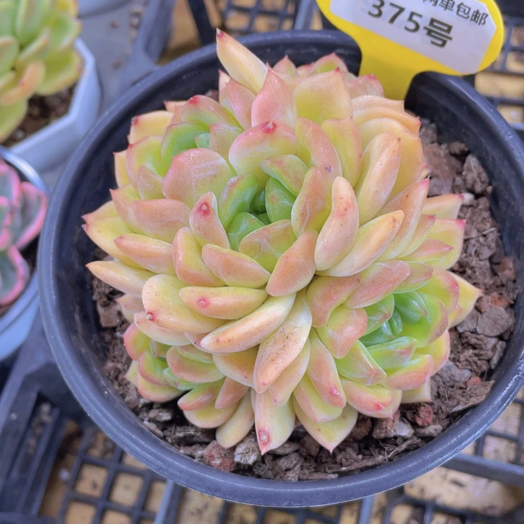 375号 母本捧花海洋之心大群