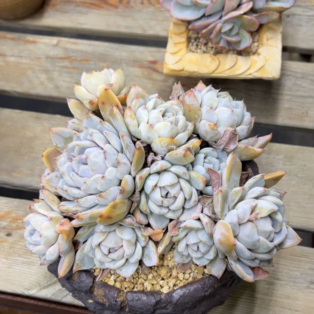 汉堡28 零零多肉植物