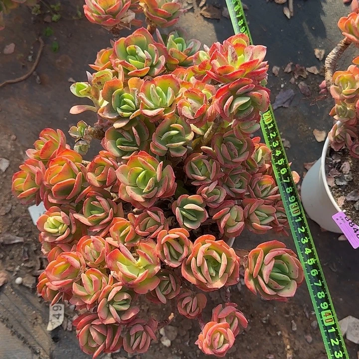 多肉植物一物一拍火焰玫瑰849