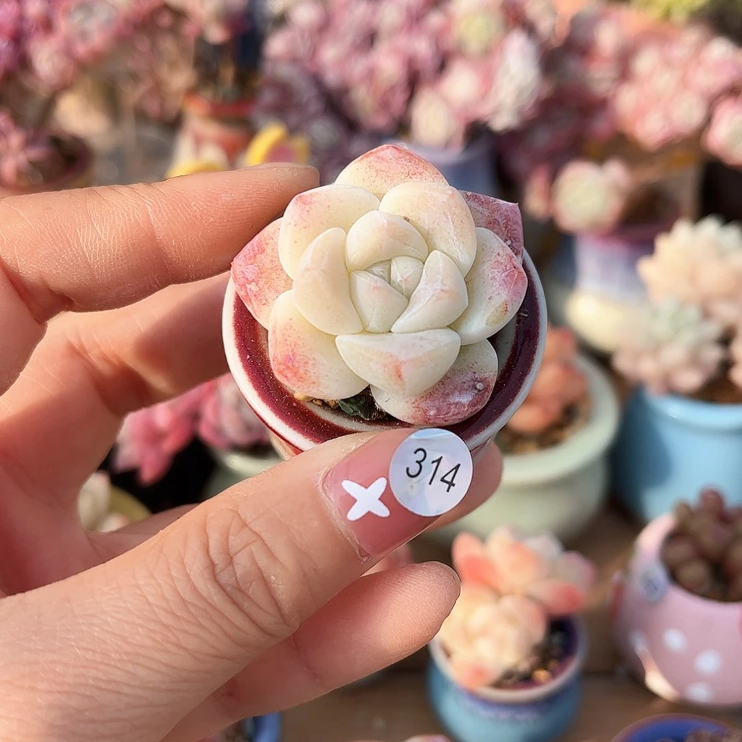 314 多肉含盆土30元包邮除偏远