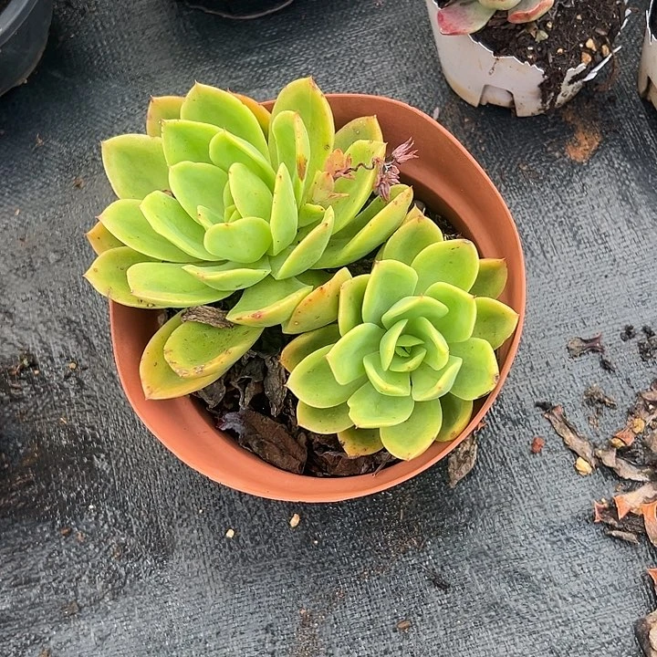 薇***紫多肉植物实物直播实物316