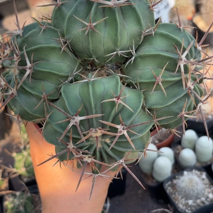 957实生四头凌波皮实