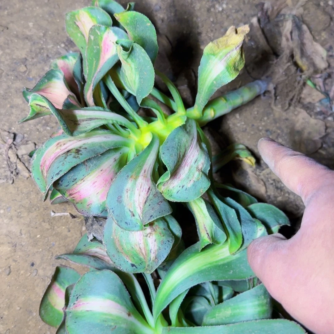 小单头暴君满20包邮