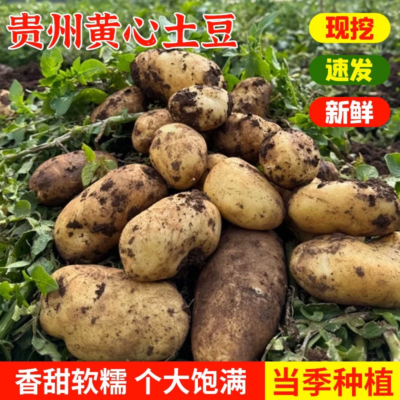 贵州黄皮黄心土豆小果软糯新鲜当季马铃薯