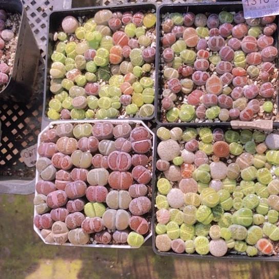 无花朵1310，4盆10厘米盆如图