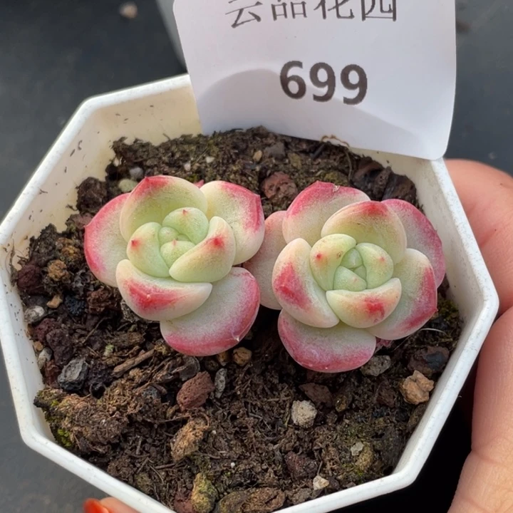 699号糖心冰心珍妮 福