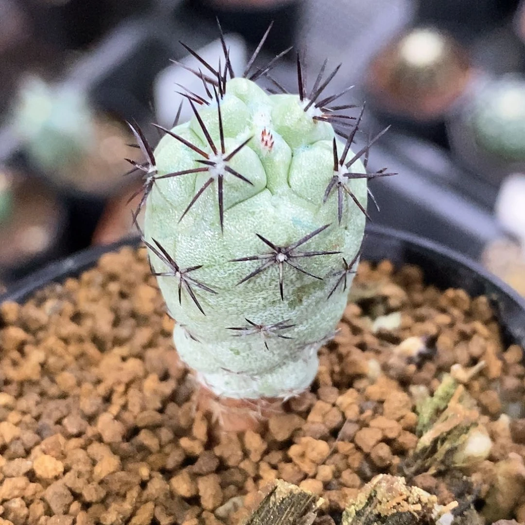 孤品自根完美品相帝王丸31号