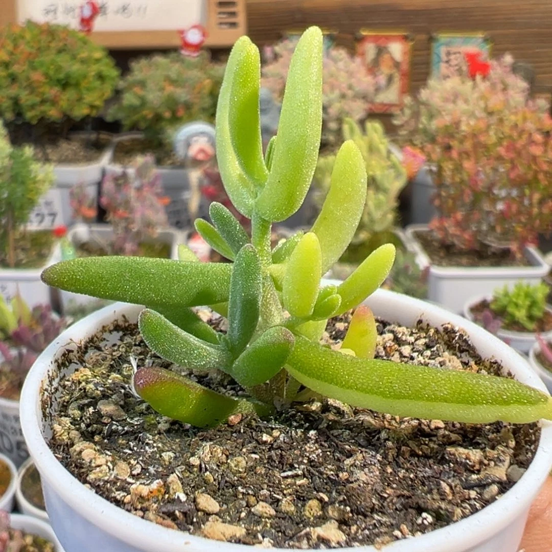 4-400香蕉锦阴阳锦带一点拉丝锦五圆盆