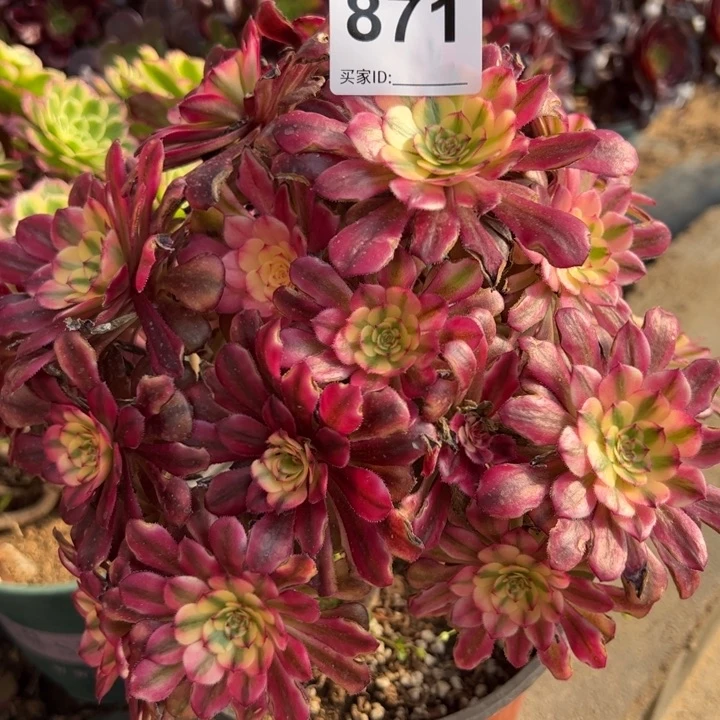 871红颜朵朵20厘米左右有断枝