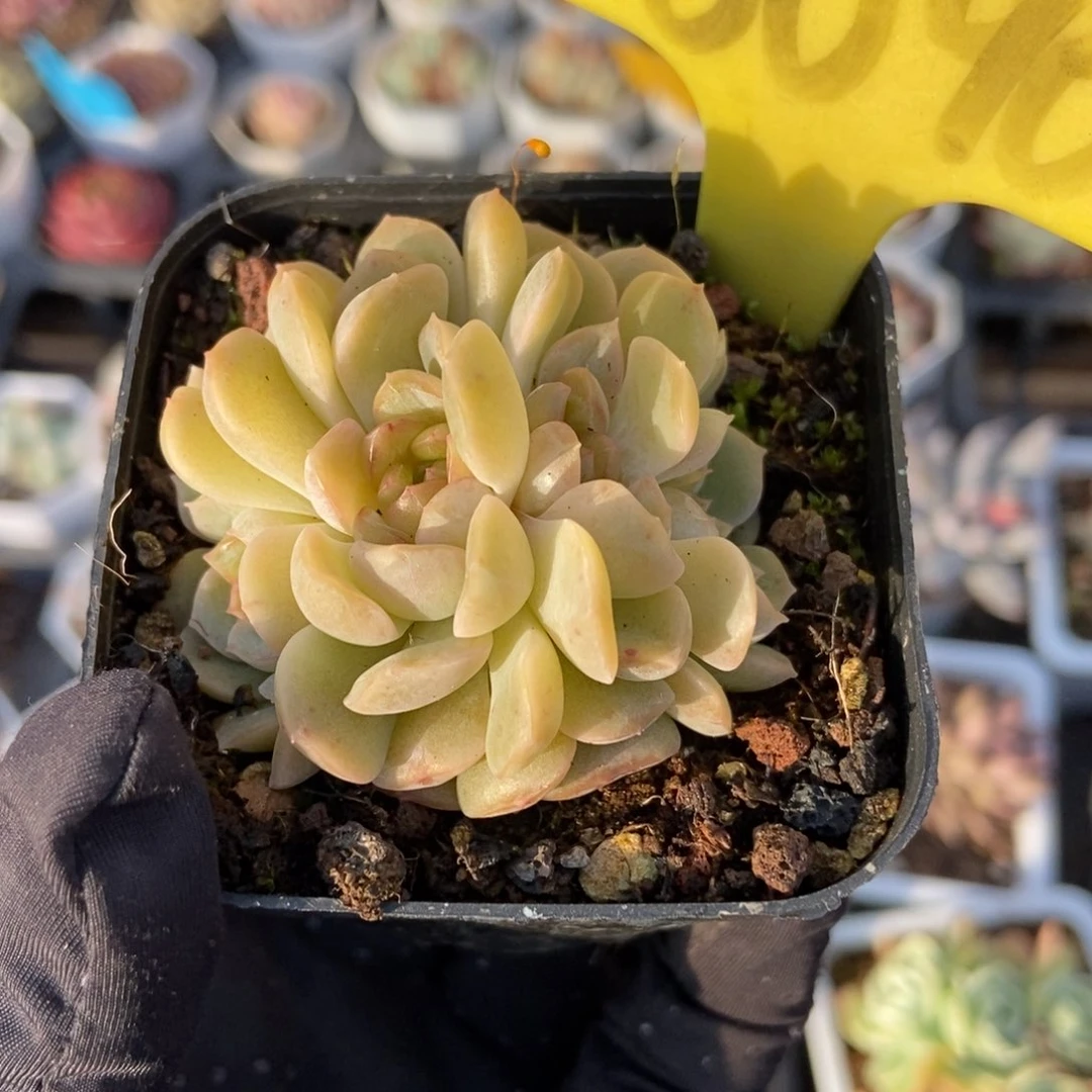 6090容晶多肉植物保护