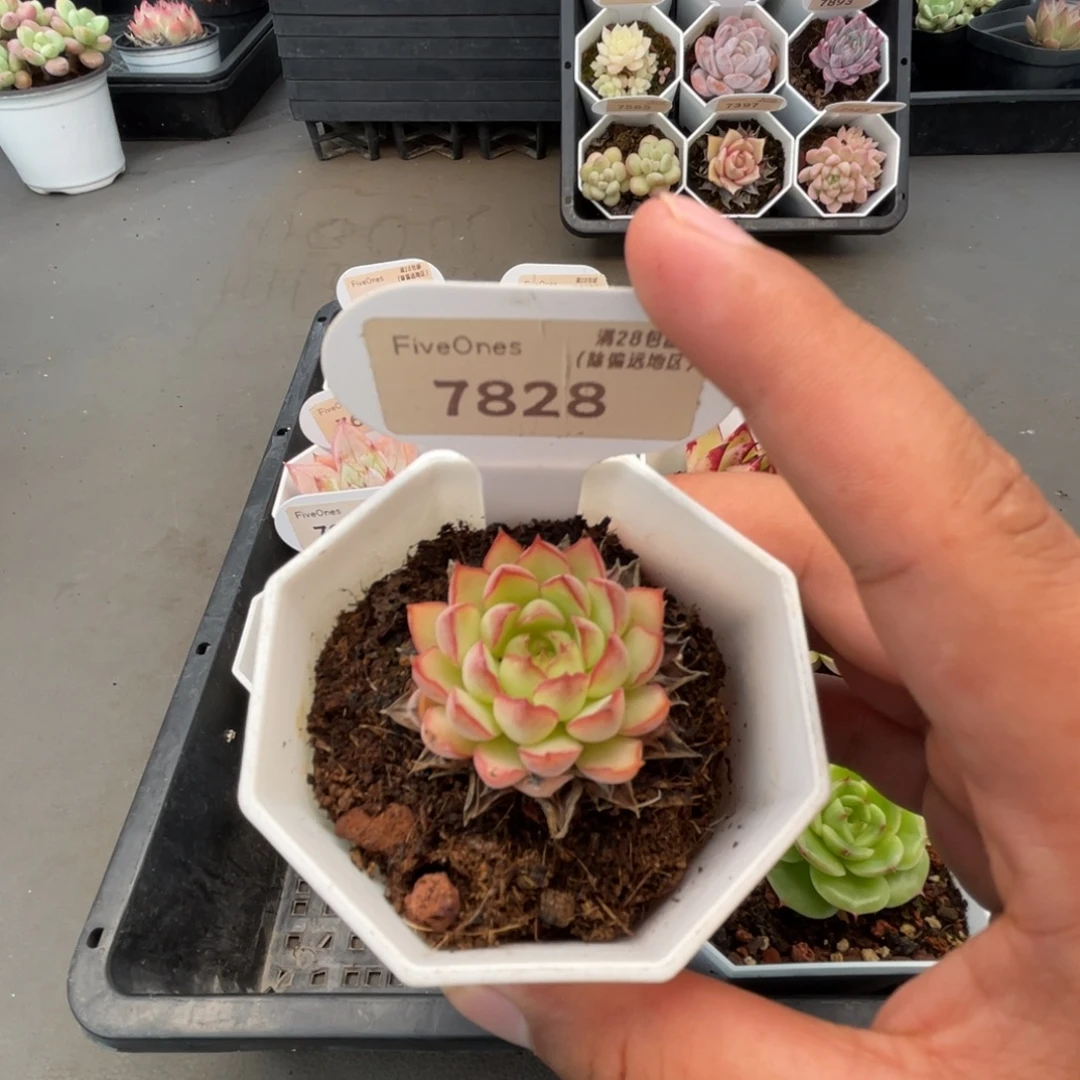 7828梦幻玫瑰3.5厘米