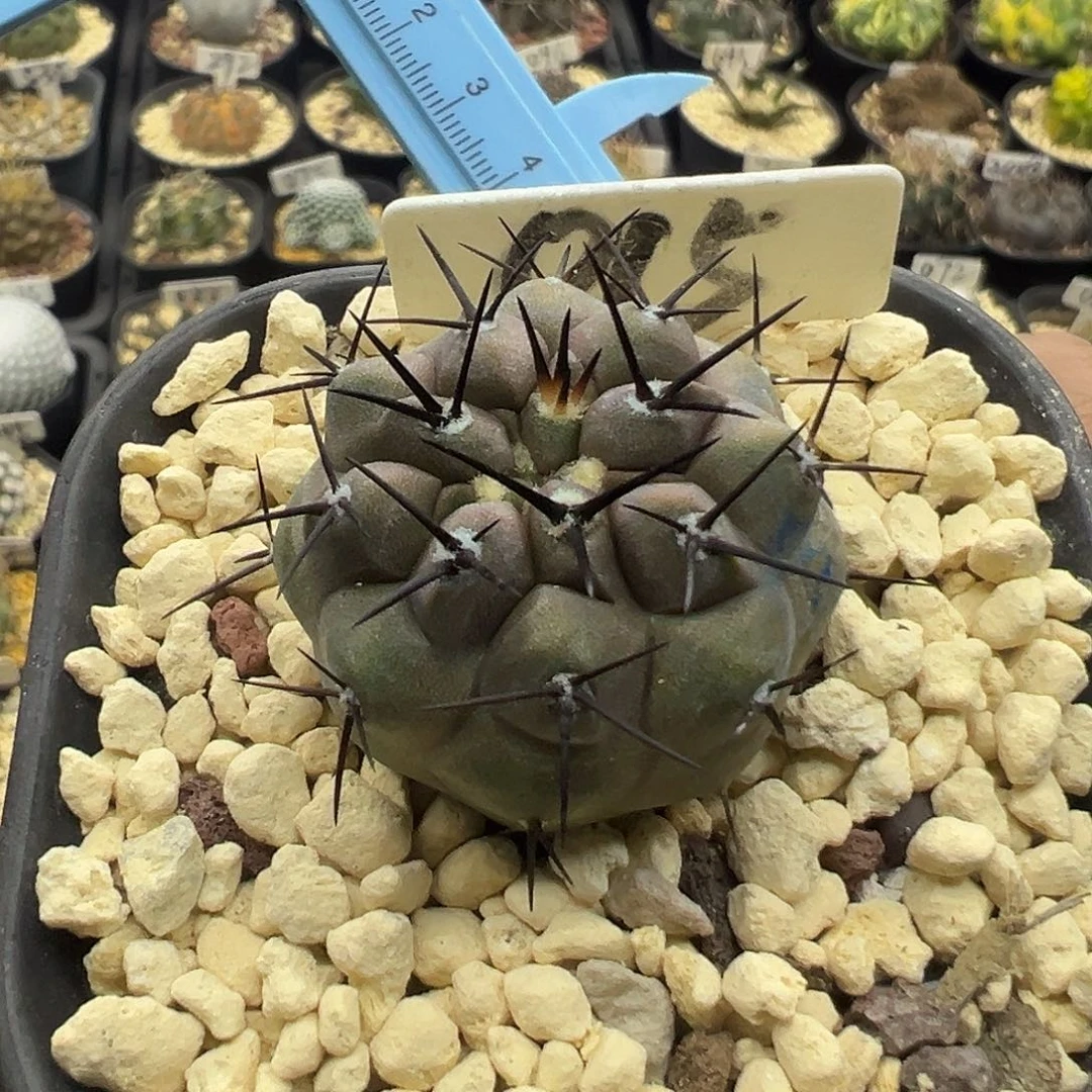 015黑王丸实生仙人球 3.4