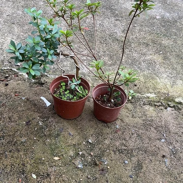 之***恩完全开放黑红加花舞骨