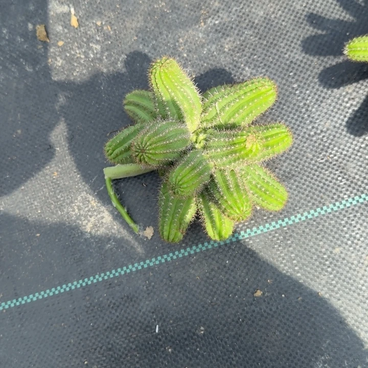 矮胖白檀仙人掌群生297