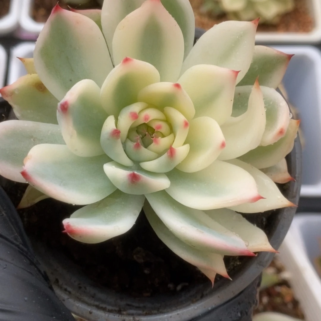 672锦锦锦锦锦锦锦