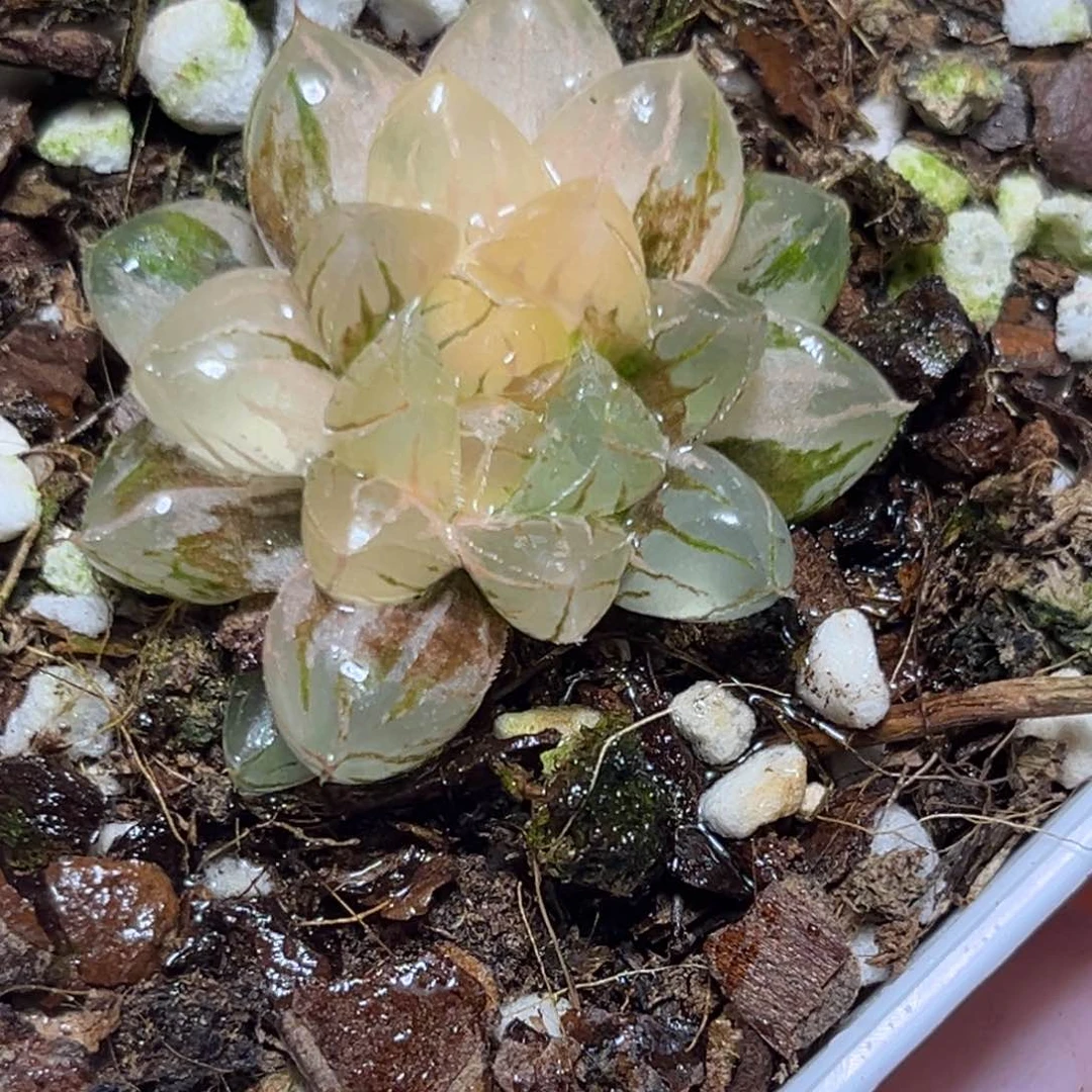 恭喜发财大吉大利0121