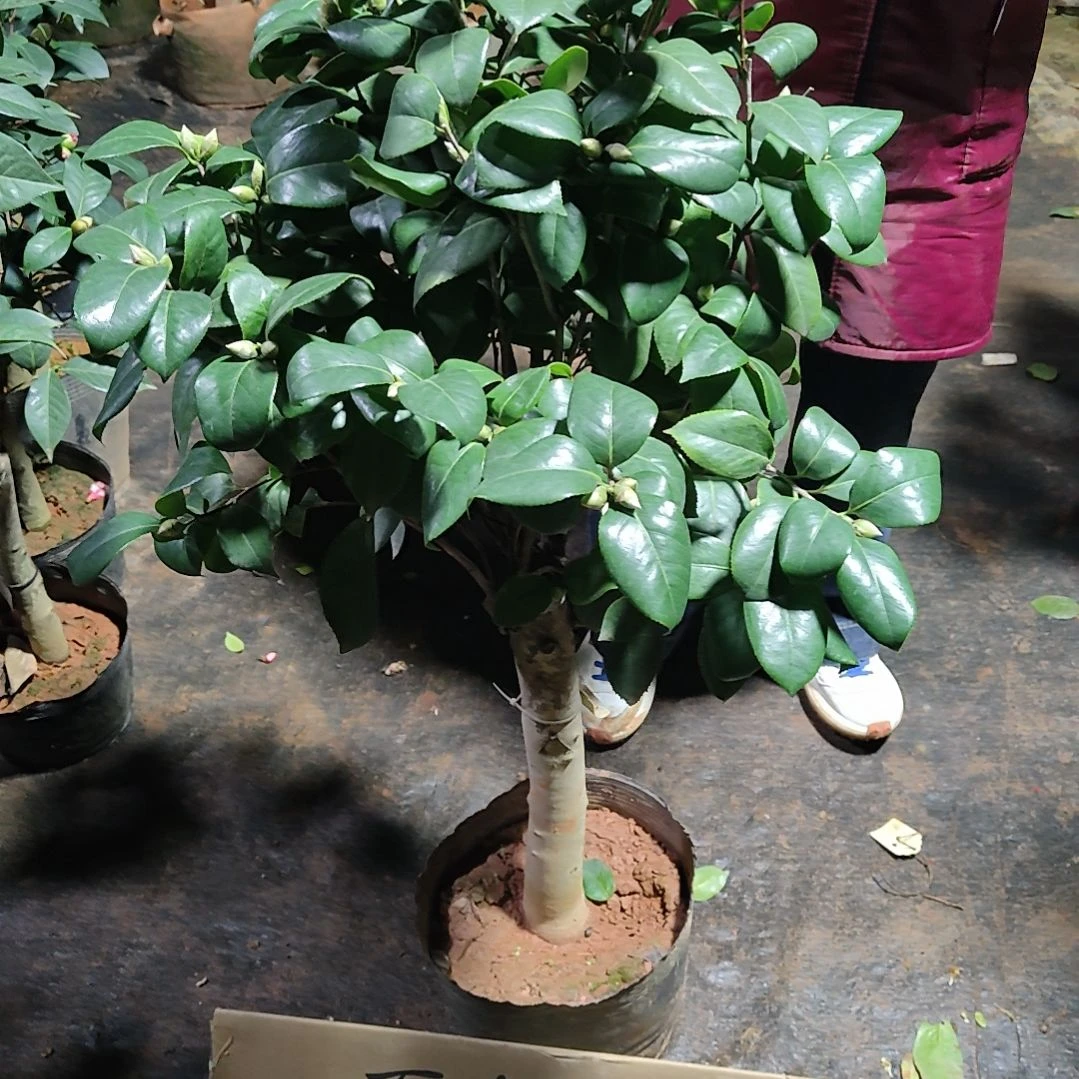 全部花苞狩依茶花不包邮