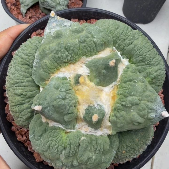 圆月叶满怒矮肥圆