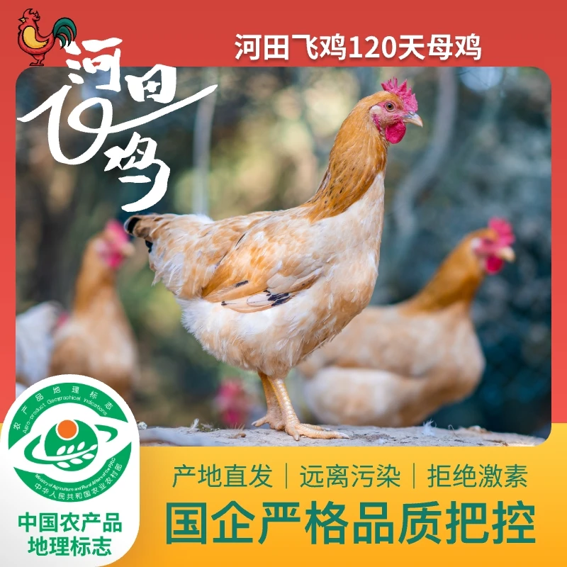 河田飞鸡河田鸡农家散养120天900g母鸡鲜美食安杨土鸡