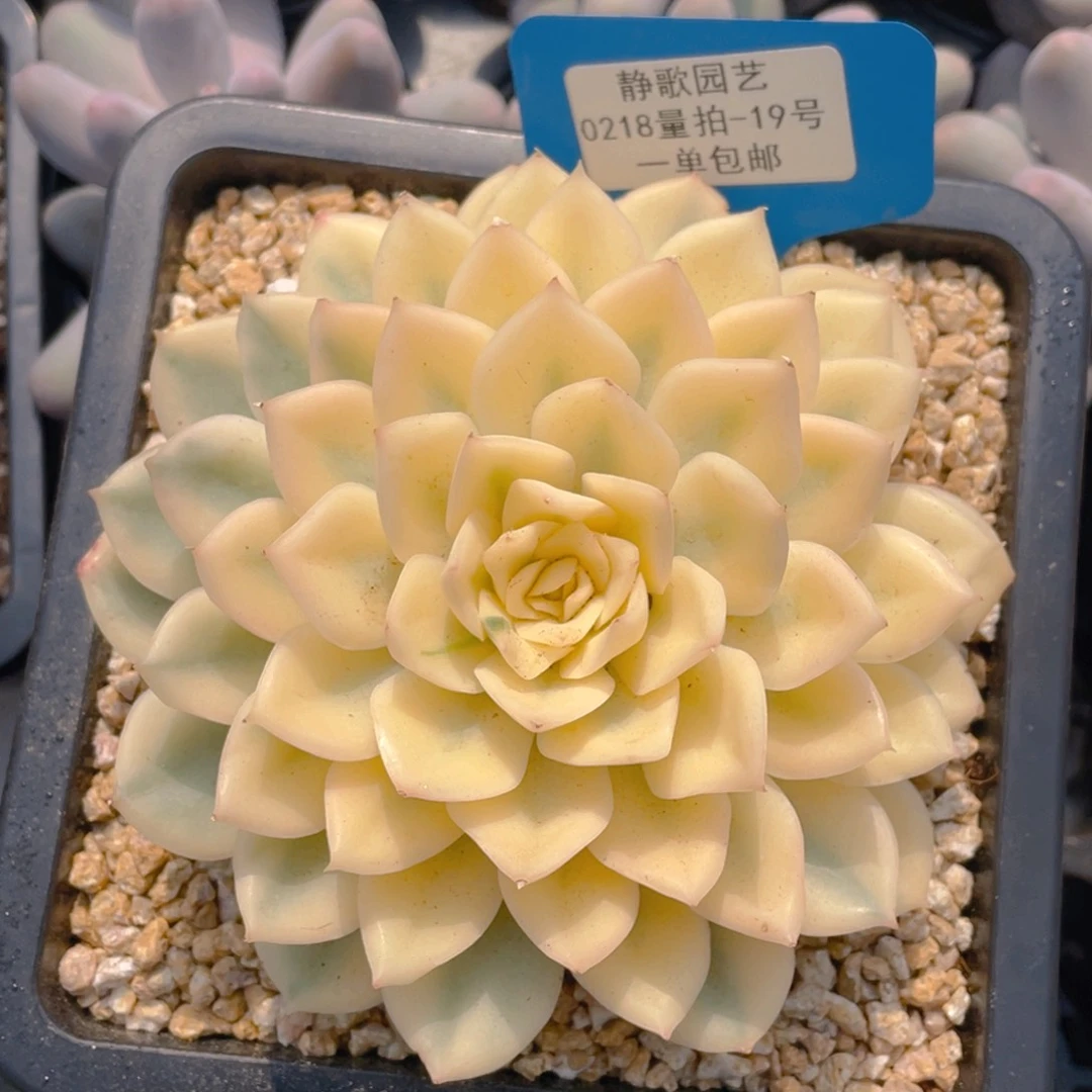 0218-19-月亮仙子大母本一颗