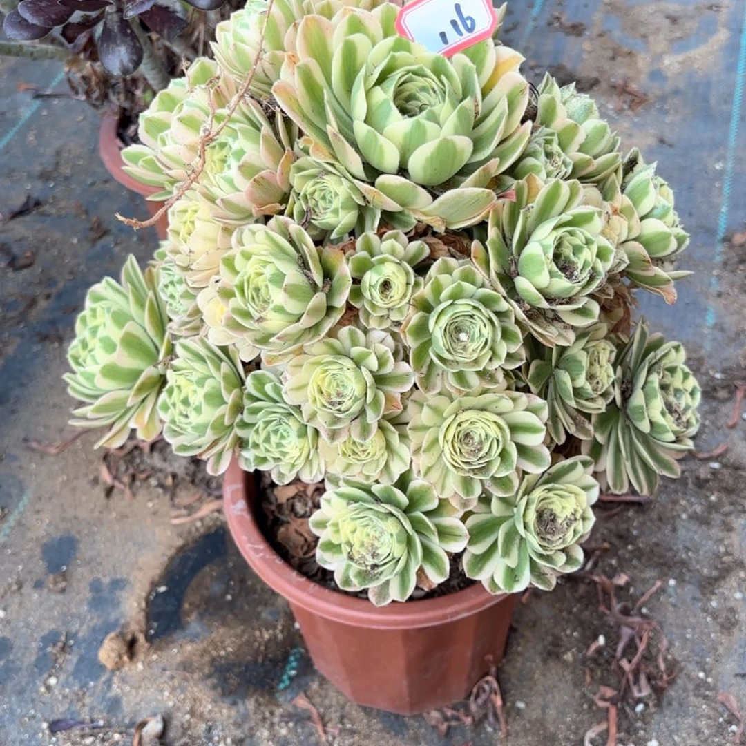 无花朵116迈巴赫多肉有伤