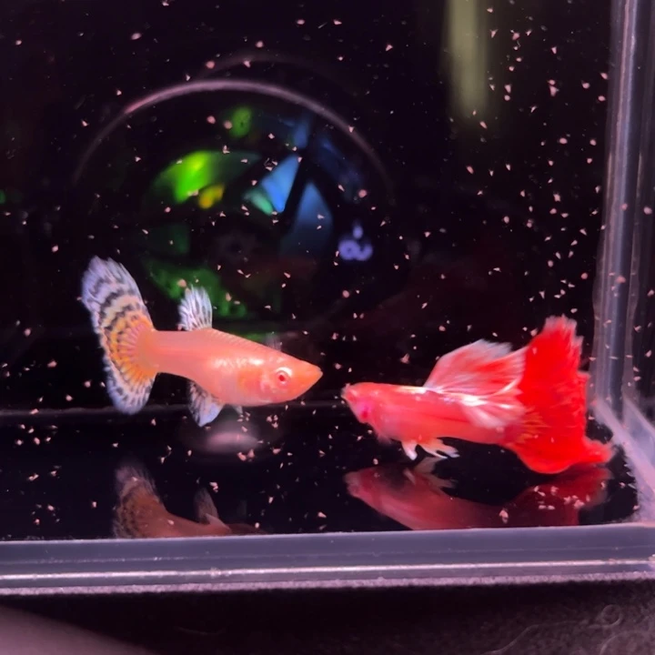 孔雀鱼半月尾樱花粉狮1对