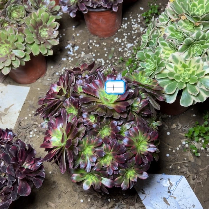 后***觉多肉植物安娜法师1