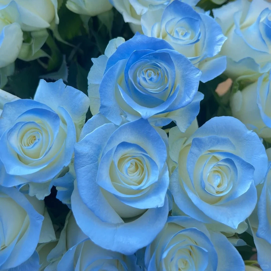 【云台花卉】碎冰蓝玫瑰+洋甘菊 两单升级京东冷链/德邦空运